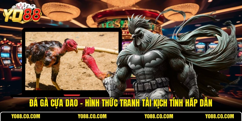 Đá Gà Cựa Dao - Hình Thức Tranh Tài Kịch Tính Hấp Dẫn