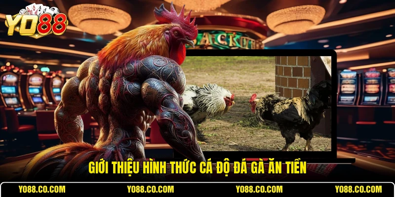 Giới thiệu hình thức cá độ đá gà ăn tiền