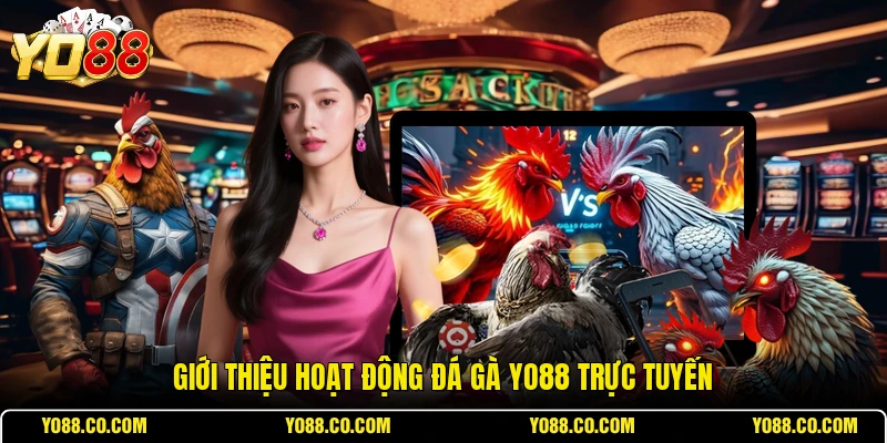 Giới thiệu hoạt động đá gà YO88 trực tuyến